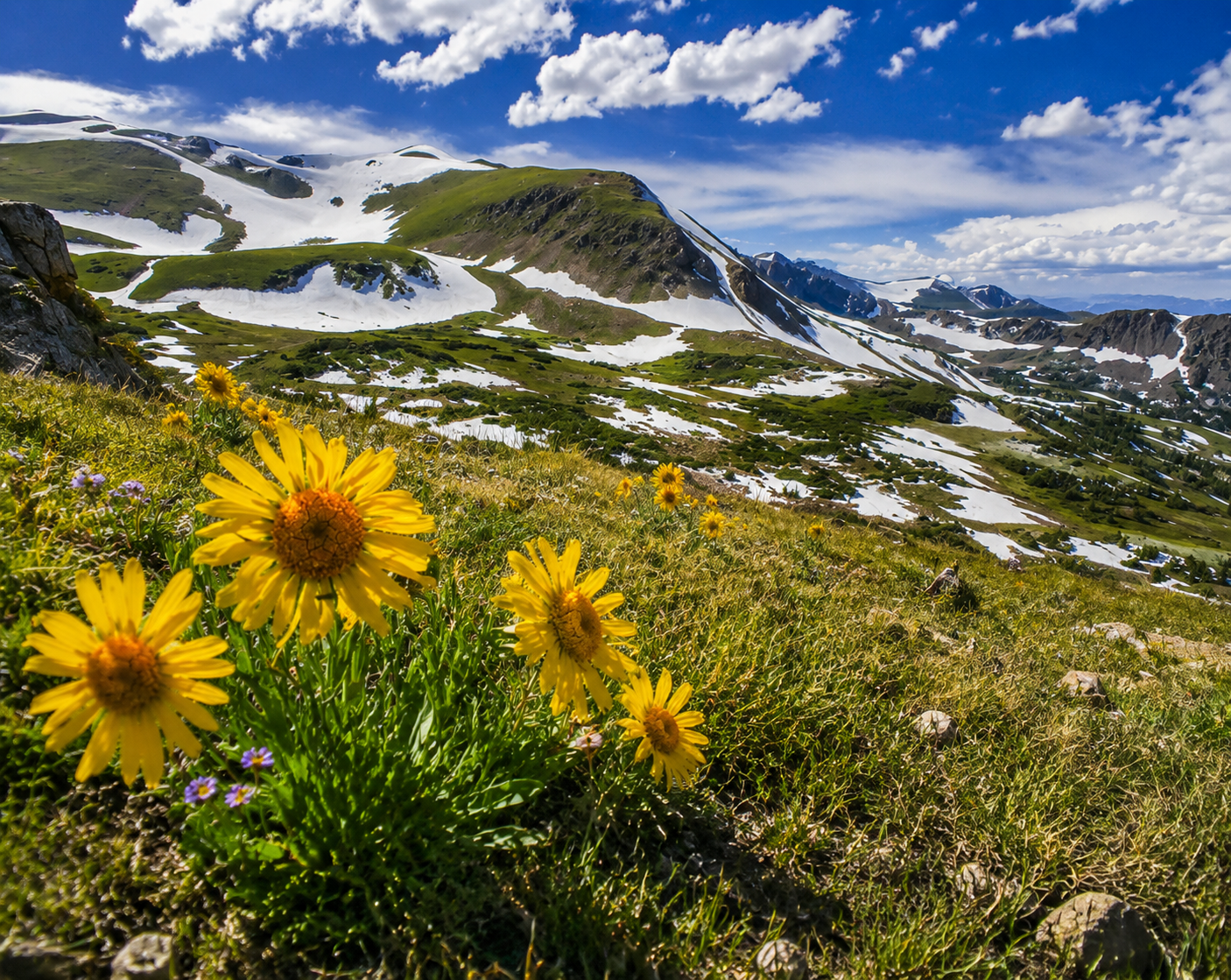 Gulmarg Biosphere and Alpine Flora