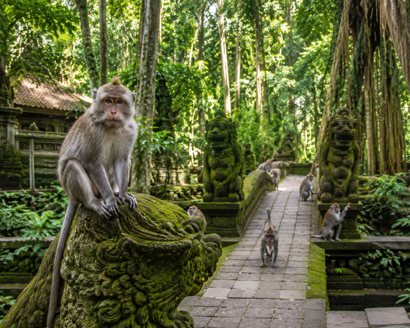 The Sacred Monkey Forest in Ubud
